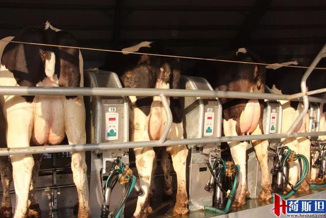 增产？抗应激？纳米液体复合维生素——奶牛维生素缺乏症的福音