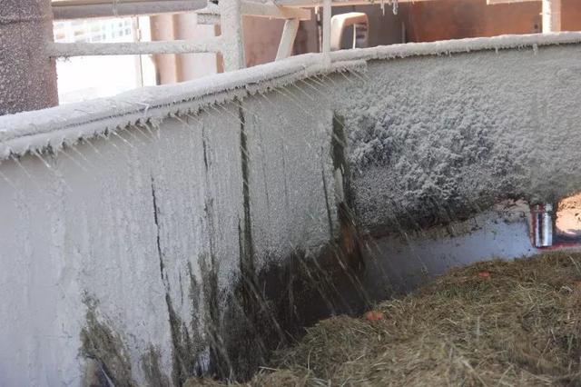 增产？抗应激？纳米液体复合维生素——奶牛维生素缺乏症的福音