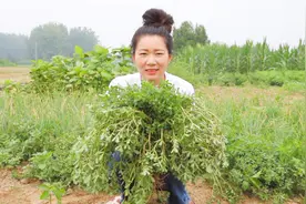 马齿苋这种吃法你试过吗？裹上面粉，皮薄馅多，一顿能吃2个