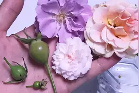月季花种子不发芽？试试这种储存催芽方法视频封面
