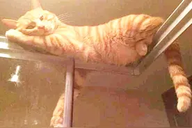 橘猫趴在高处，偷看主人洗澡，喵：身材不咋滴啊！图片
