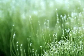 韩愈最著名的唐诗七绝，写尽春雨之美，尤其是第二句真乃绝妙佳句图片