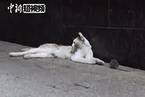猫抓老鼠不吃不咬只为玩儿 老鼠的内心是崩溃的视频封面