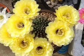 家庭养花｜1个仙人球开40朵花，这些品种，你见都没见过！图片