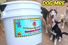 评测狗狗应急套组MRE视频封面