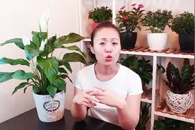 为什么你养的白掌不开花？那肯定是摆放位置不对！视频封面