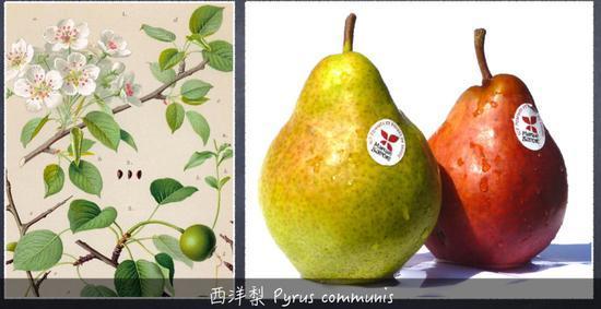 植物带给人的新鲜感受 甜酸苦咸鲜肥 麻辣鲜香