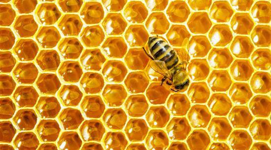 植物带给人的新鲜感受 甜酸苦咸鲜肥 麻辣鲜香