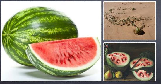 植物带给人的新鲜感受 甜酸苦咸鲜肥 麻辣鲜香