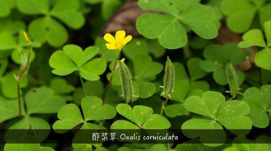 植物带给人的新鲜感受 甜酸苦咸鲜肥 麻辣鲜香