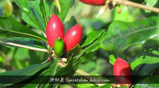 植物带给人的新鲜感受 甜酸苦咸鲜肥 麻辣鲜香