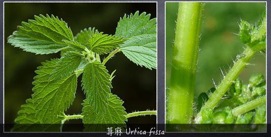 植物带给人的新鲜感受 甜酸苦咸鲜肥 麻辣鲜香