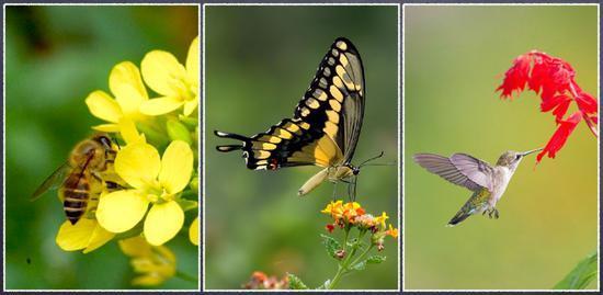 植物带给人的新鲜感受 甜酸苦咸鲜肥 麻辣鲜香