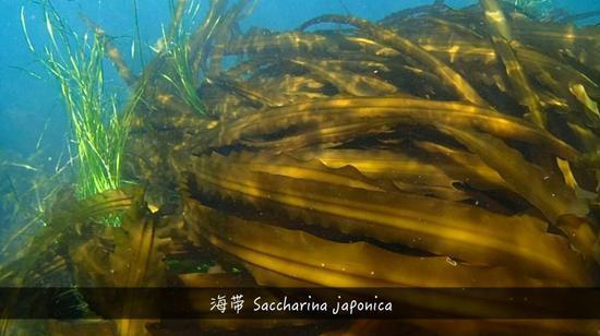 植物带给人的新鲜感受 甜酸苦咸鲜肥 麻辣鲜香