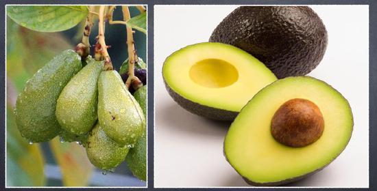 植物带给人的新鲜感受 甜酸苦咸鲜肥 麻辣鲜香