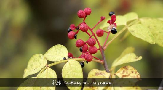 植物带给人的新鲜感受 甜酸苦咸鲜肥 麻辣鲜香