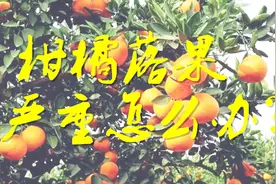 「果农早知道」果子脱落严重怎么办？三招教你挽回损失！