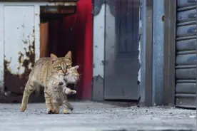 猫妈妈用嘴刁孩子，一不小心把小猫摔地上，网友：这反应笑死人了视频封面