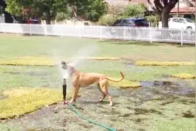 摇臂喷头是如何喷水的？间接性喷水，引起狗狗的不满！视频封面