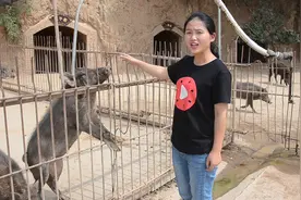 这个野猪林的野猪肉非常结实，80元一斤，你想吃吗？