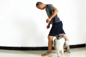 狗狗倒退钻跨 就是这么教的，训犬学校收3000块，你说值不值视频封面
