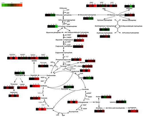 谷氨酸棒杆菌代谢组研究取得进展