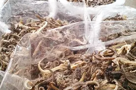 跌打损伤怎么办？白酒加它擦一擦，最快30秒缓解，超级实用！视频封面