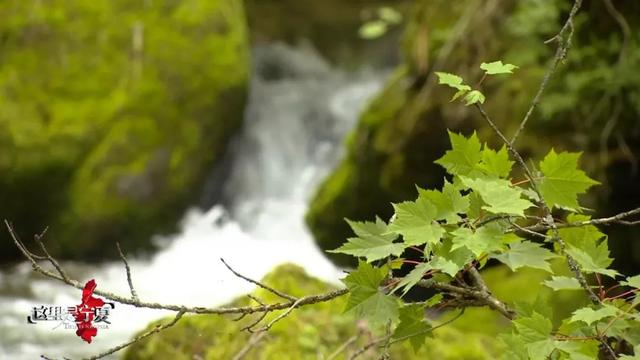 来泾源，你可以这样玩