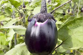 茄子蒂煮水，常喝能止咳化痰、消口腔溃疡，好处多的数不清