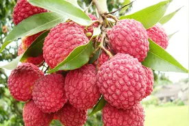 怎么回事？吃了荔枝后竟然呕吐，胸闷……