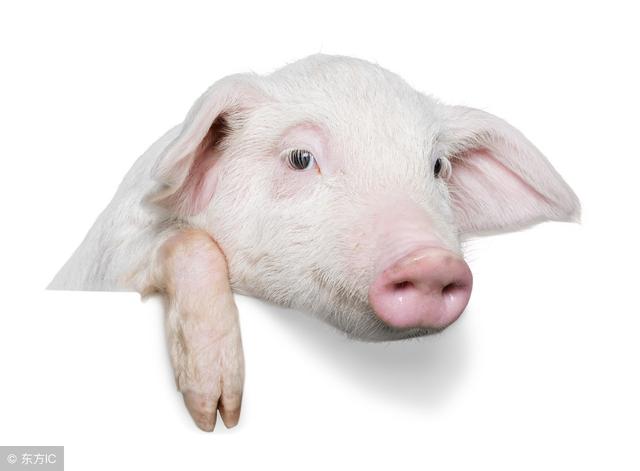 猪场常见的几种应激行为，用这种药就能彻底解决，养猪人你知道吗