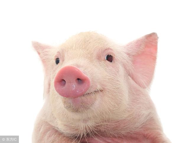 猪场常见的几种应激行为，用这种药就能彻底解决，养猪人你知道吗