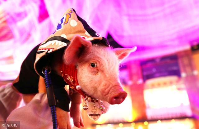 猪场常见的几种应激行为，用这种药就能彻底解决，养猪人你知道吗