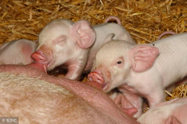 猪场常见的几种应激行为，用这种药就能彻底解决，养猪人你知道吗