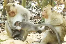 可怜的小猴子被一群大猴子暴打欺负 真让人心疼！视频封面