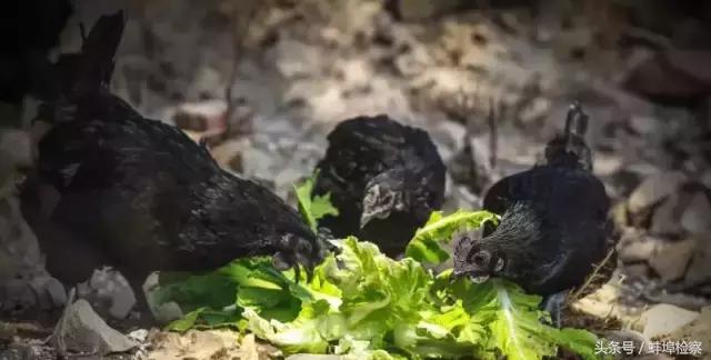 「权威发布」每周食药黑榜·第42期：竟有这么多家常菜原料！