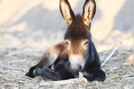 巴西农村驴满为患，中国网友：驴肉火烧了解一下