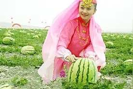 中国最好吃的西瓜，长在石头里面，个个圆润丰满沙甜可口