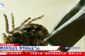 蜱虫叮咬有哪些症状？野外游玩需当心，叮咬后需及时就医视频封面
