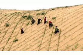 陕西厉害了：60年将600多万亩沙漠变绿洲！2050年将完成全部治理