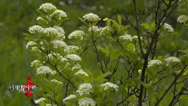 来泾源，你可以这样玩