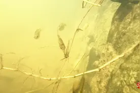 小哥拿gopro在水下拍摄，小鱼太配合了，水下环境就是不一样