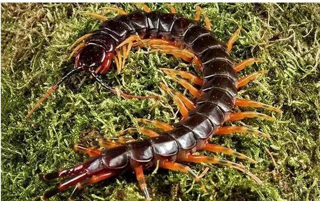 全球4大毒蜈蚣!有一种在中国,见到要小心躲远!