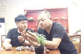 我的家乡是文玩核桃原产地，今天我也开始学习文玩核桃知识视频封面