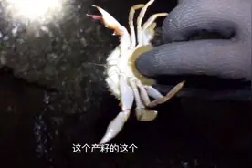 农人川子：带籽的花盖蟹！赶海小伙果断放生，这家伙夹人真的很疼