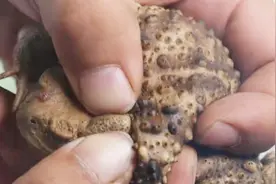 2你摸过癞蛤蟆吗？为啥要挤身上的包视频封面
