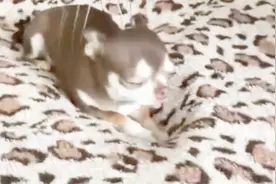 主人新发明的狗狗按摩器，狗狗舒服的直吐舌头！视频封面