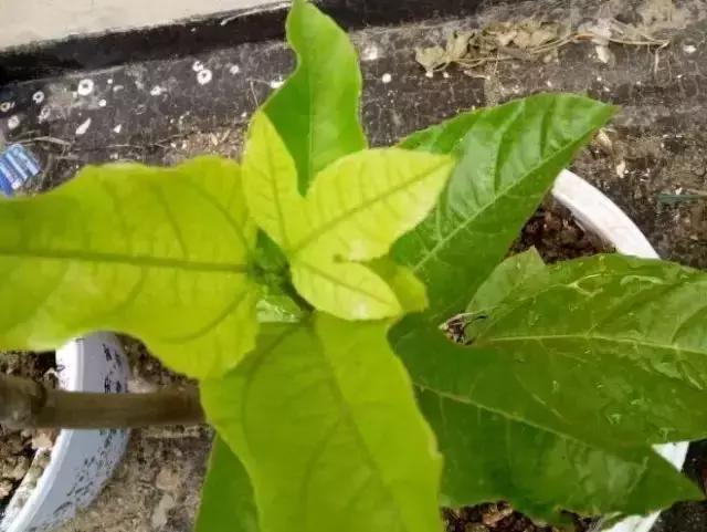 作物缺铁时该怎么选铁肥？