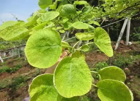 作物缺铁时该怎么选铁肥？