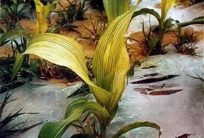 作物铁肥该怎么补充？